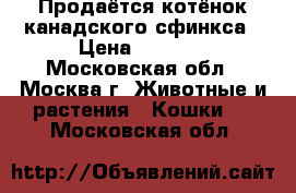 Продаётся котёнок канадского сфинкса › Цена ­ 8 500 - Московская обл., Москва г. Животные и растения » Кошки   . Московская обл.